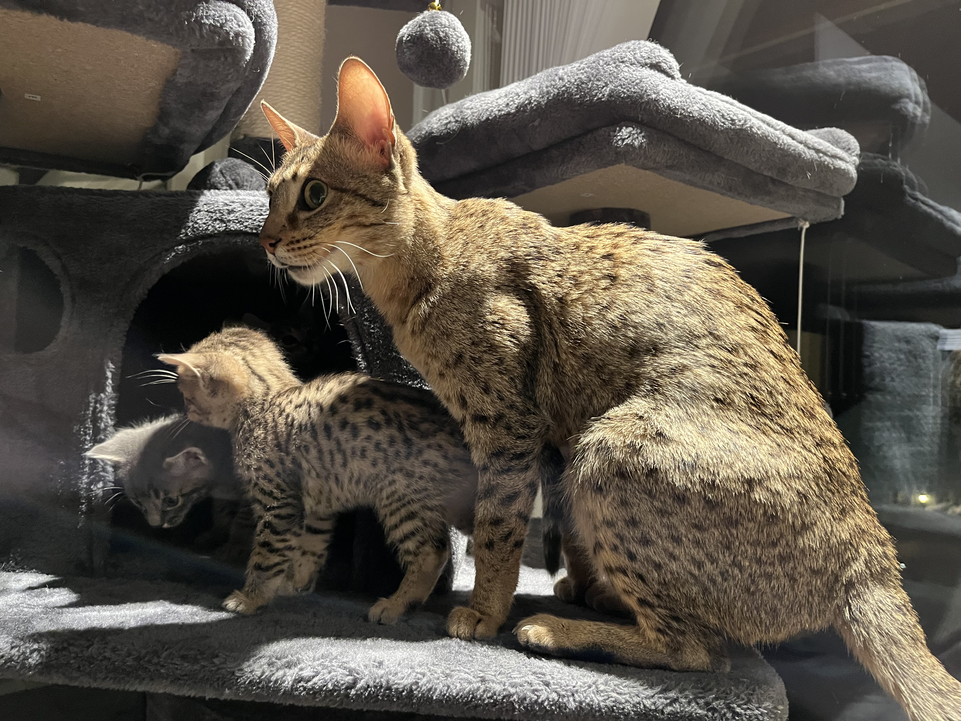 Bacardi B – Safarikattens stammoder