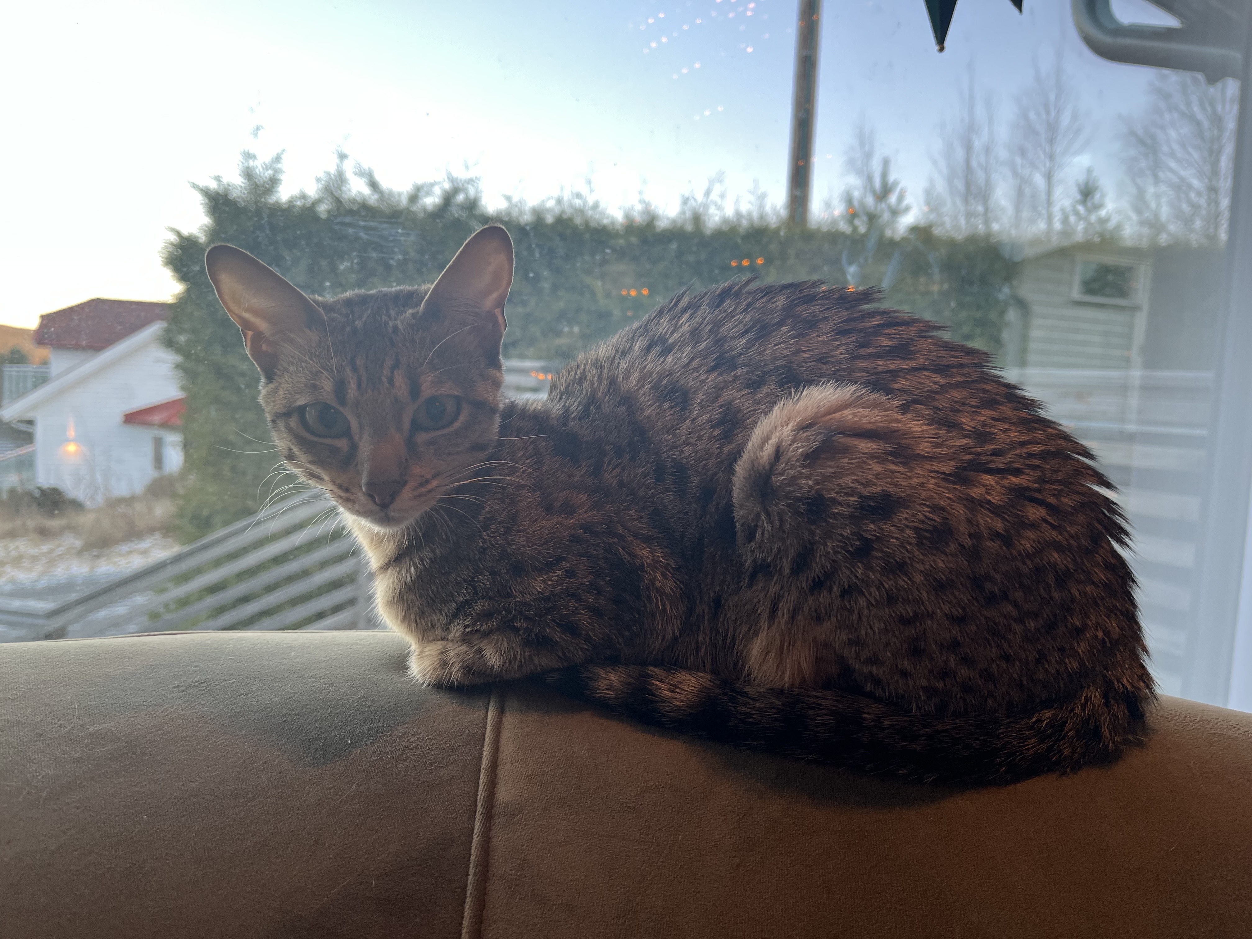 Bacardi B med Oktoberkullet