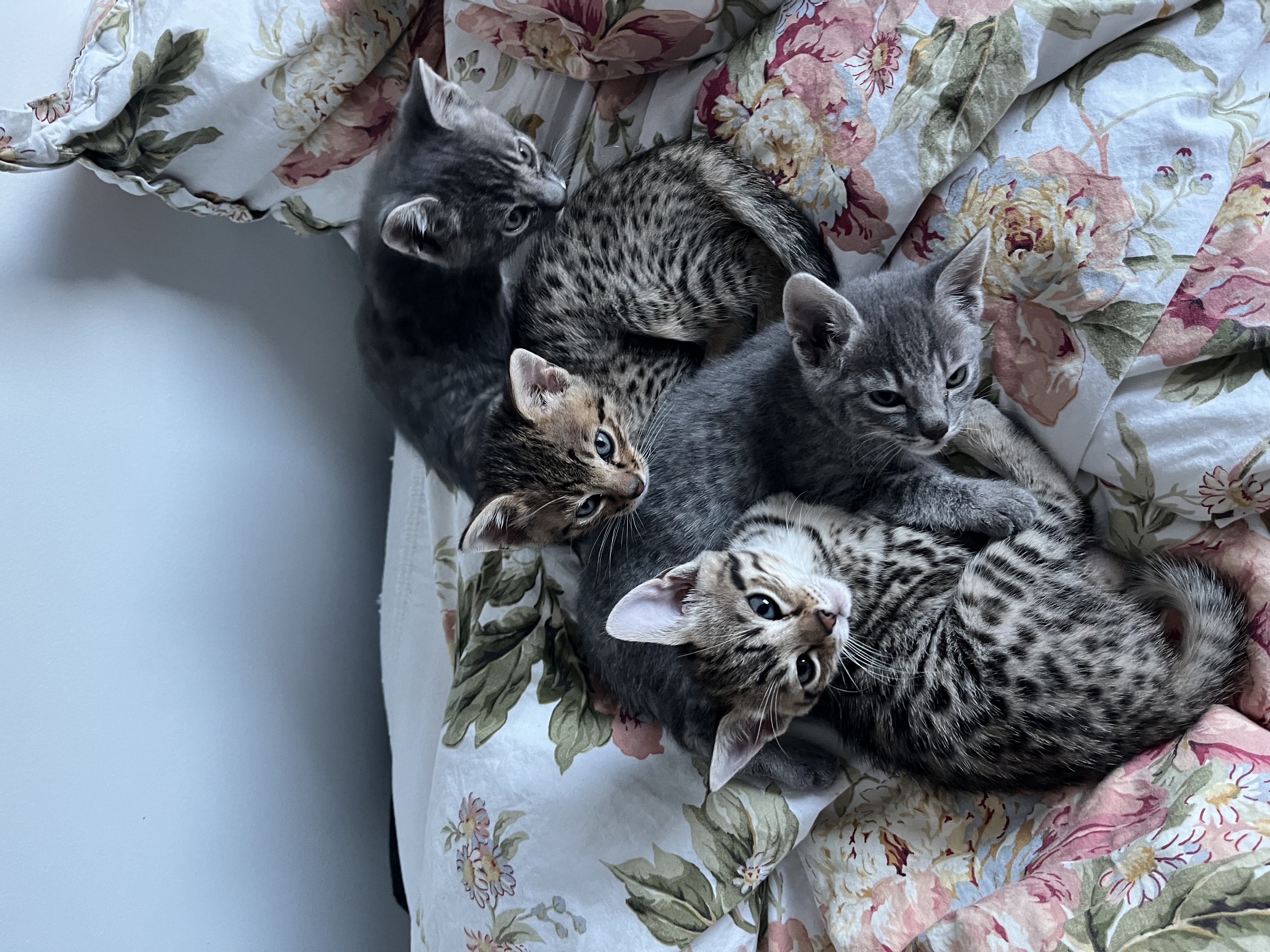 Safarigjengen – Oktoberkullet